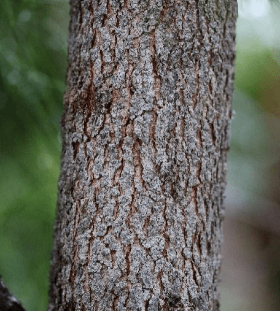 Trunk of Gymnostoma nobile (Rhu Borneo)