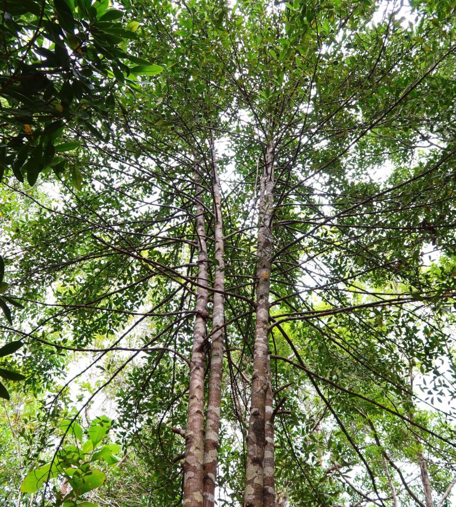 Tree of Garcinia bancana (Tampoi)
