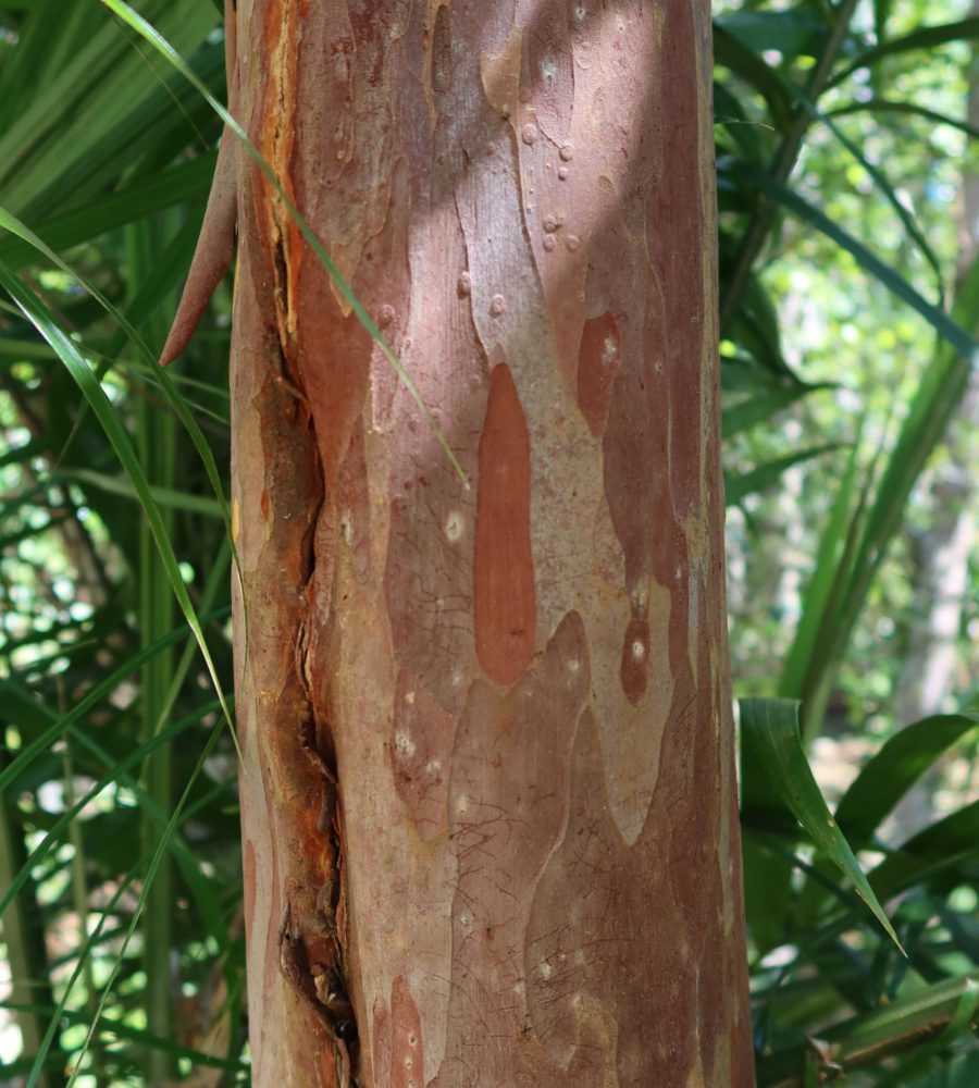 Trunk of Tristaniopsis obovata (Selunsur)