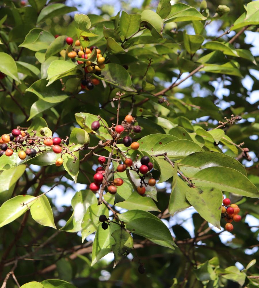 Fruits of Syzygium species (Jambu)