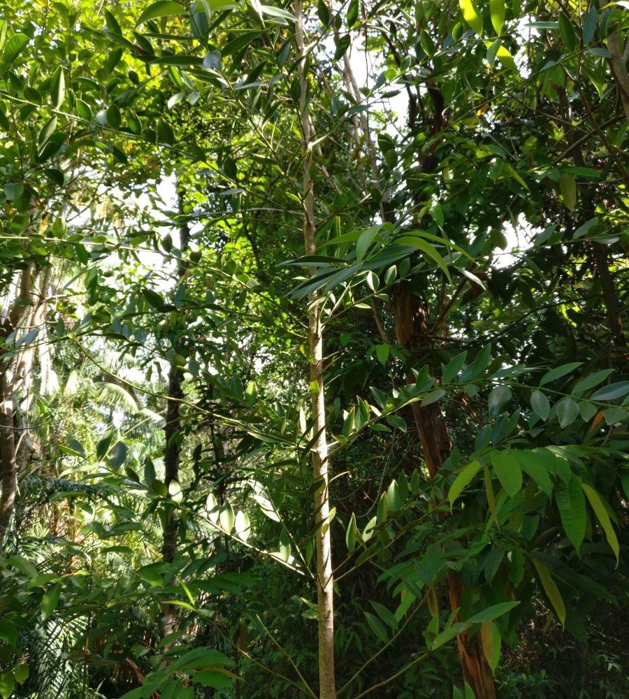 Sapling of Agathis borneensis (Tulong)