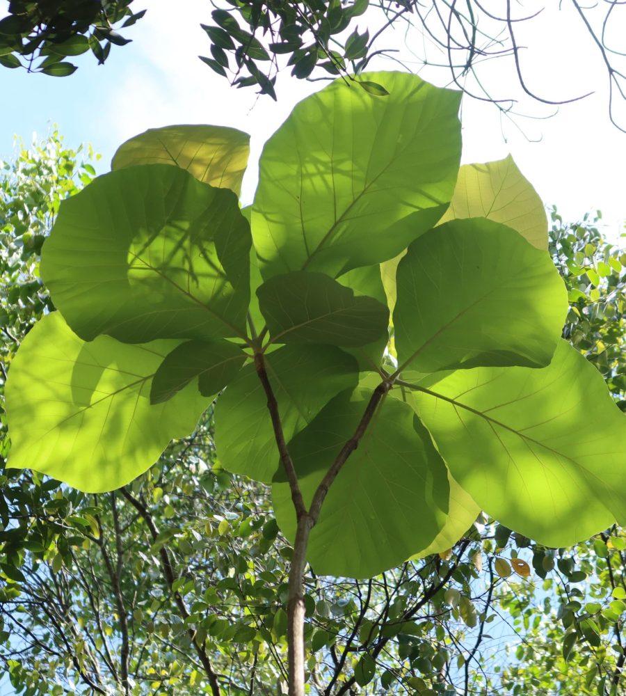 Close up view of the Tectona grandis (Teak)